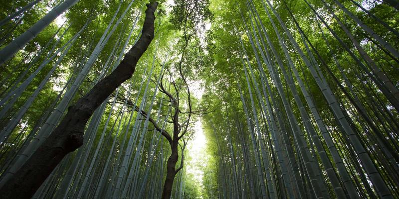 山东财经大学：金融与管理高等教育沃土下的校园文化与特色社团活动全景